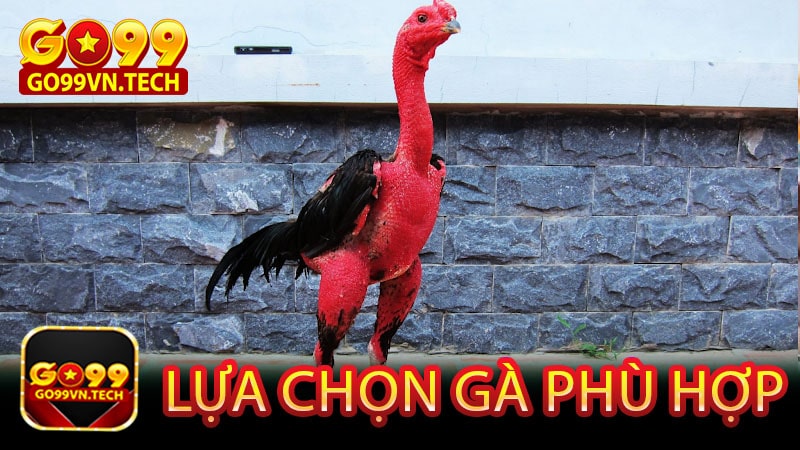 Lựa chọn gà phù hợp